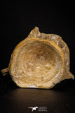 07644 - Top Beautiful 3.19 Inch Enchodus libycus Vertebra Bone Late Cretaceous