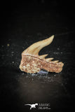 88582 - Top Quality Preserved 0.50 Inch Weltonia ancistrodon Shark Tooth