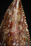 05163 - Nice Serrated 0.51 Inch Abelisaur Dinosaur Tooth Cretaceous KemKem Beds