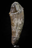 20689 -  Extremely Rare 1.71 Inch Pappocetus lugardi (Whale Ancestor) Incisor Rooted Tooth