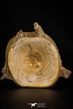 07644 - Top Beautiful 3.19 Inch Enchodus libycus Vertebra Bone Late Cretaceous