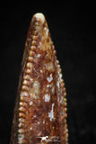 05163 - Nice Serrated 0.51 Inch Abelisaur Dinosaur Tooth Cretaceous KemKem Beds