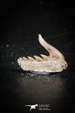 88583 - Top Quality Preserved 0.54 Inch Weltonia ancistrodon Shark Tooth