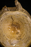07644 - Top Beautiful 3.19 Inch Enchodus libycus Vertebra Bone Late Cretaceous