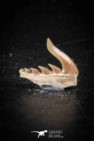 88584 - Top Quality Preserved 0.51 Inch Weltonia ancistrodon Shark Tooth