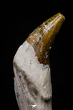 20690 - Extremely Rare 1.91 Inch Pappocetus lugardi (Whale Ancestor) Incisor Rooted Tooth