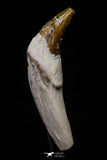 20690 - Extremely Rare 1.91 Inch Pappocetus lugardi (Whale Ancestor) Incisor Rooted Tooth