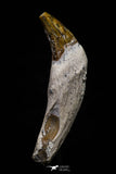 20690 - Extremely Rare 1.91 Inch Pappocetus lugardi (Whale Ancestor) Incisor Rooted Tooth