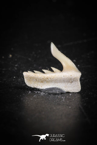 88585 - Top Quality Preserved 0.49 Inch Weltonia ancistrodon Shark Tooth