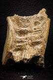07644 - Top Beautiful 3.19 Inch Enchodus libycus Vertebra Bone Late Cretaceous