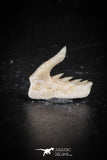 88585 - Top Quality Preserved 0.49 Inch Weltonia ancistrodon Shark Tooth