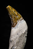20690 - Extremely Rare 1.91 Inch Pappocetus lugardi (Whale Ancestor) Incisor Rooted Tooth