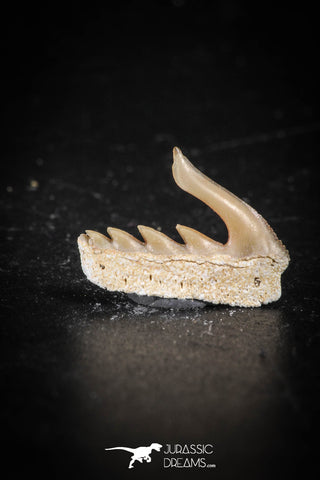 88586 - Top Quality Preserved 0.53 Inch Weltonia ancistrodon Shark Tooth