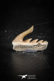 88586 - Top Quality Preserved 0.53 Inch Weltonia ancistrodon Shark Tooth