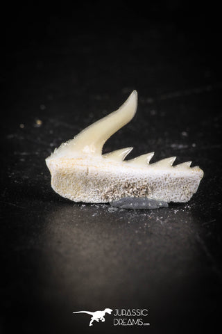 88587 - Top Quality Preserved 0.58 Inch Weltonia ancistrodon Shark Tooth