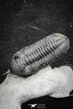 22087 - Museum Grade Association Koneprusia + Hollardops + Morocconites Lower Devonian Trilobites