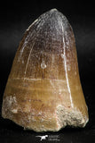 05165 - Top Rare 2.26 Inch Huge Prognathodon curii (Mosasaur) Tooth Late Cretaceous