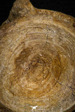 07645 - Top Beautiful 2.41 Inch Enchodus libycus Vertebra Bone Late Cretaceous