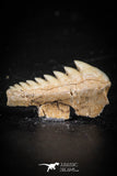 88589 - Top Beautiful Well Preserved 0.78 Inch Hexanchus microdon Shark Tooth