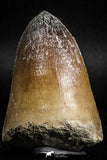 05165 - Top Rare 2.26 Inch Huge Prognathodon curii (Mosasaur) Tooth Late Cretaceous