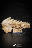 88589 - Top Beautiful Well Preserved 0.78 Inch Hexanchus microdon Shark Tooth