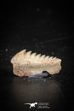 88590 - Top Beautiful Well Preserved 0.54 Inch Hexanchus microdon Shark Tooth