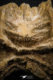 07645 - Top Beautiful 2.41 Inch Enchodus libycus Vertebra Bone Late Cretaceous