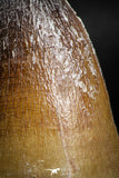 05165 - Top Rare 2.26 Inch Huge Prognathodon curii (Mosasaur) Tooth Late Cretaceous