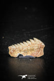 88590 - Top Beautiful Well Preserved 0.54 Inch Hexanchus microdon Shark Tooth