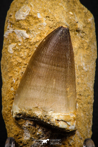 07646 - Top Huge 2.06 Inch Mosasaur (Prognathodon anceps) Tooth in Matrix Late Cretaceous