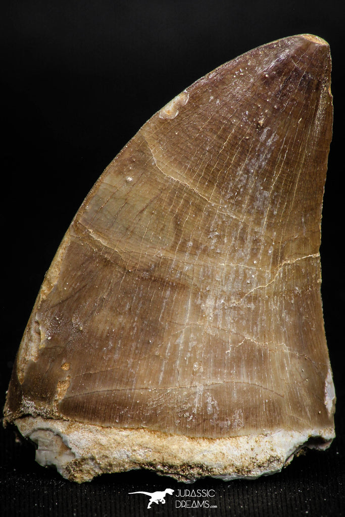 05166 - Well Preserved 2.03 Inch Mosasaur (Prognathodon anceps) Tooth