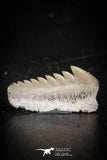 88591 - Top Beautiful Well Preserved 0.74 Inch Hexanchus microdon Shark Tooth