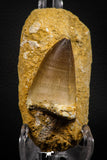 07646 - Top Huge 2.06 Inch Mosasaur (Prognathodon anceps) Tooth in Matrix Late Cretaceous