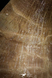 05166 - Well Preserved 2.03 Inch Mosasaur (Prognathodon anceps) Tooth