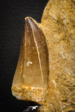 07646 - Top Huge 2.06 Inch Mosasaur (Prognathodon anceps) Tooth in Matrix Late Cretaceous