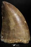 05166 - Well Preserved 2.03 Inch Mosasaur (Prognathodon anceps) Tooth