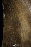 05166 - Well Preserved 2.03 Inch Mosasaur (Prognathodon anceps) Tooth