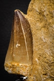 07646 - Top Huge 2.06 Inch Mosasaur (Prognathodon anceps) Tooth in Matrix Late Cretaceous