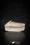 88593 - Top Beautiful Well Preserved 0.58 Inch Hexanchus microdon Shark Tooth