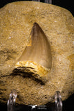 07647 - Top Huge 1.85 Inch Mosasaur (Prognathodon anceps) Tooth in Matrix Late Cretaceous