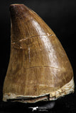 05167 - Beautiful 1.83 Inch Mosasaur (Prognathodon anceps) Tooth