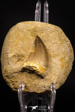 07647 - Top Huge 1.85 Inch Mosasaur (Prognathodon anceps) Tooth in Matrix Late Cretaceous