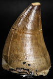 05167 - Beautiful 1.83 Inch Mosasaur (Prognathodon anceps) Tooth