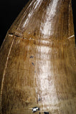 05167 - Beautiful 1.83 Inch Mosasaur (Prognathodon anceps) Tooth