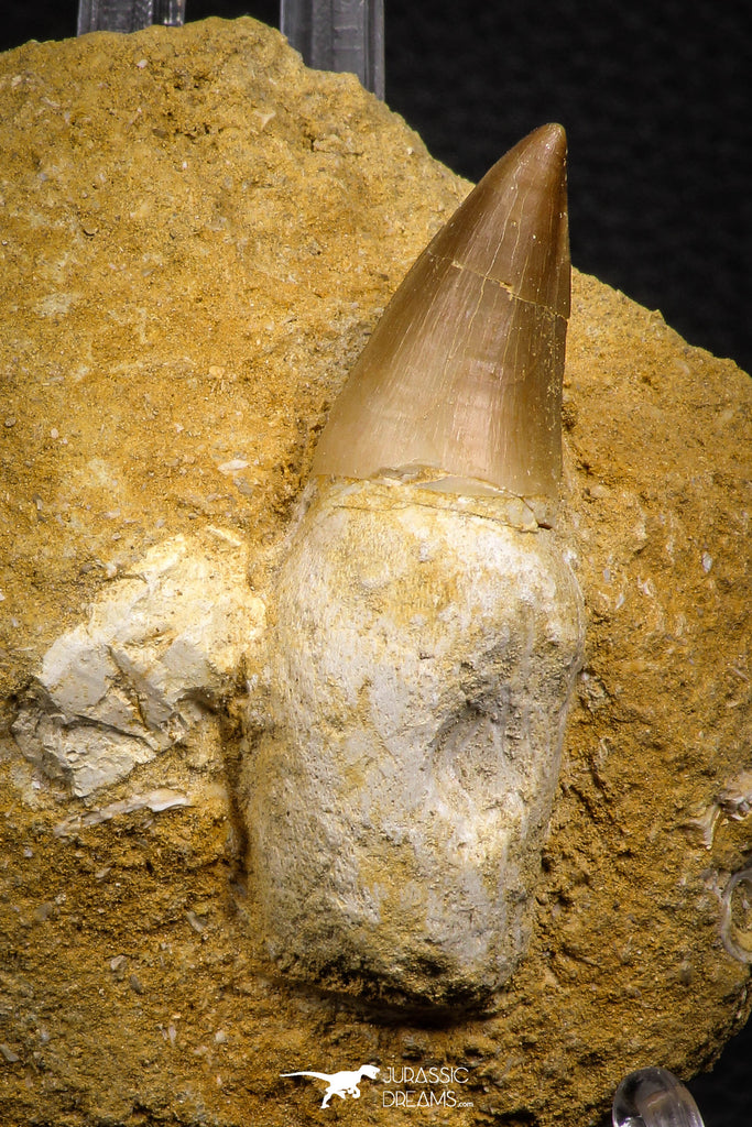 07648 - Top Huge 2.46 Inch Mosasaur (Prognathodon anceps) Rooted Tooth in Matrix Late Cretaceous