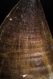 05168 - Top Quality 1.79 Inch Mosasaur (Prognathodon anceps) Tooth