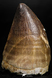 05168 - Top Quality 1.79 Inch Mosasaur (Prognathodon anceps) Tooth