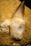 07648 - Top Huge 2.46 Inch Mosasaur (Prognathodon anceps) Rooted Tooth in Matrix Late Cretaceous
