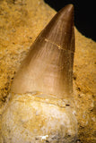 07648 - Top Huge 2.46 Inch Mosasaur (Prognathodon anceps) Rooted Tooth in Matrix Late Cretaceous