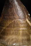05168 - Top Quality 1.79 Inch Mosasaur (Prognathodon anceps) Tooth
